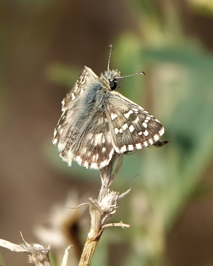 carline skipper